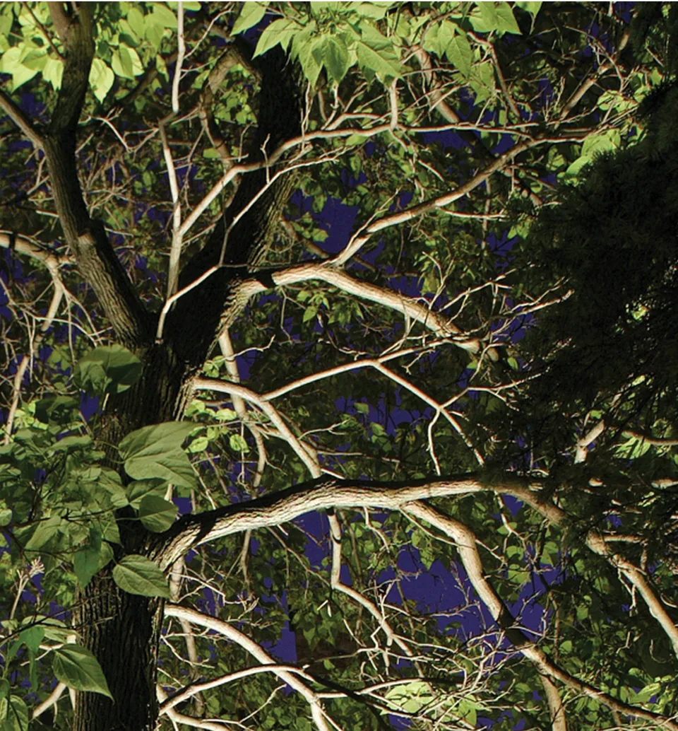 The underside of a large tree canopy lit from the ground against a deep blue night sky.